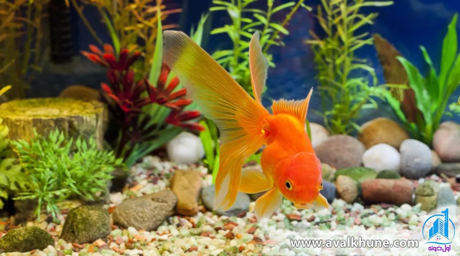 خرید آکواریوم خانگی و نکاتی که باید بدانید!