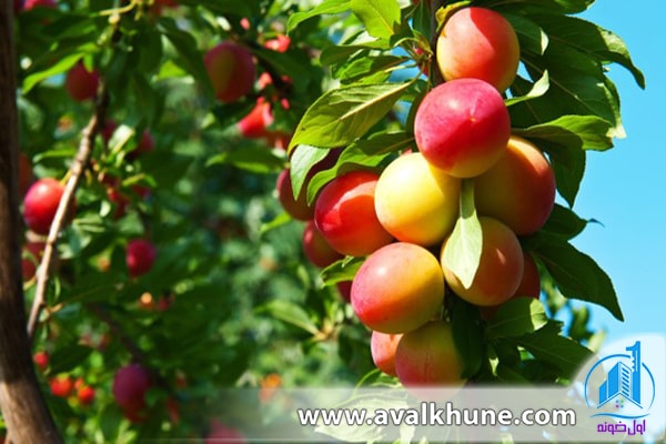نکات مهم خرید باغ در شمال