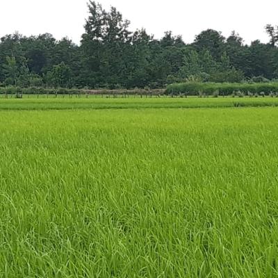 خرید زمین کشاورزی در محمودآباد