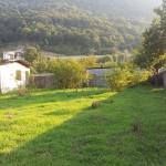 زمین پلاک اول جنگل