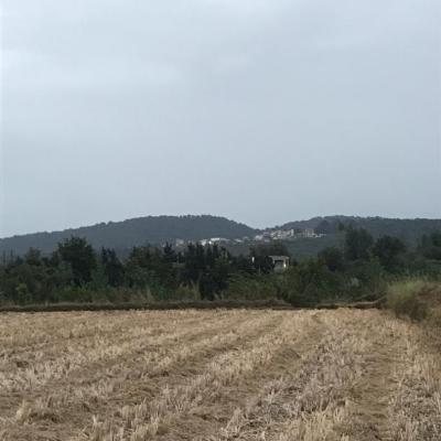 فروش زمین جنگلی در زیارو آمل