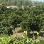 خرید باغ مرکبات در شمال