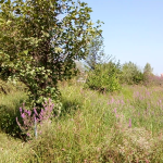 خرید زمین جنگلی منطقه چمستان