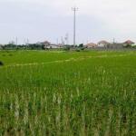 خرید زمین کشاورزی در مازندارن