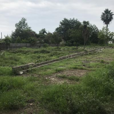 خرید زمین جنگلی در نوشهر