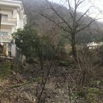 زمین قطعه اول جنگل