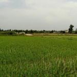 زمین کشاورزی سند تک برگ